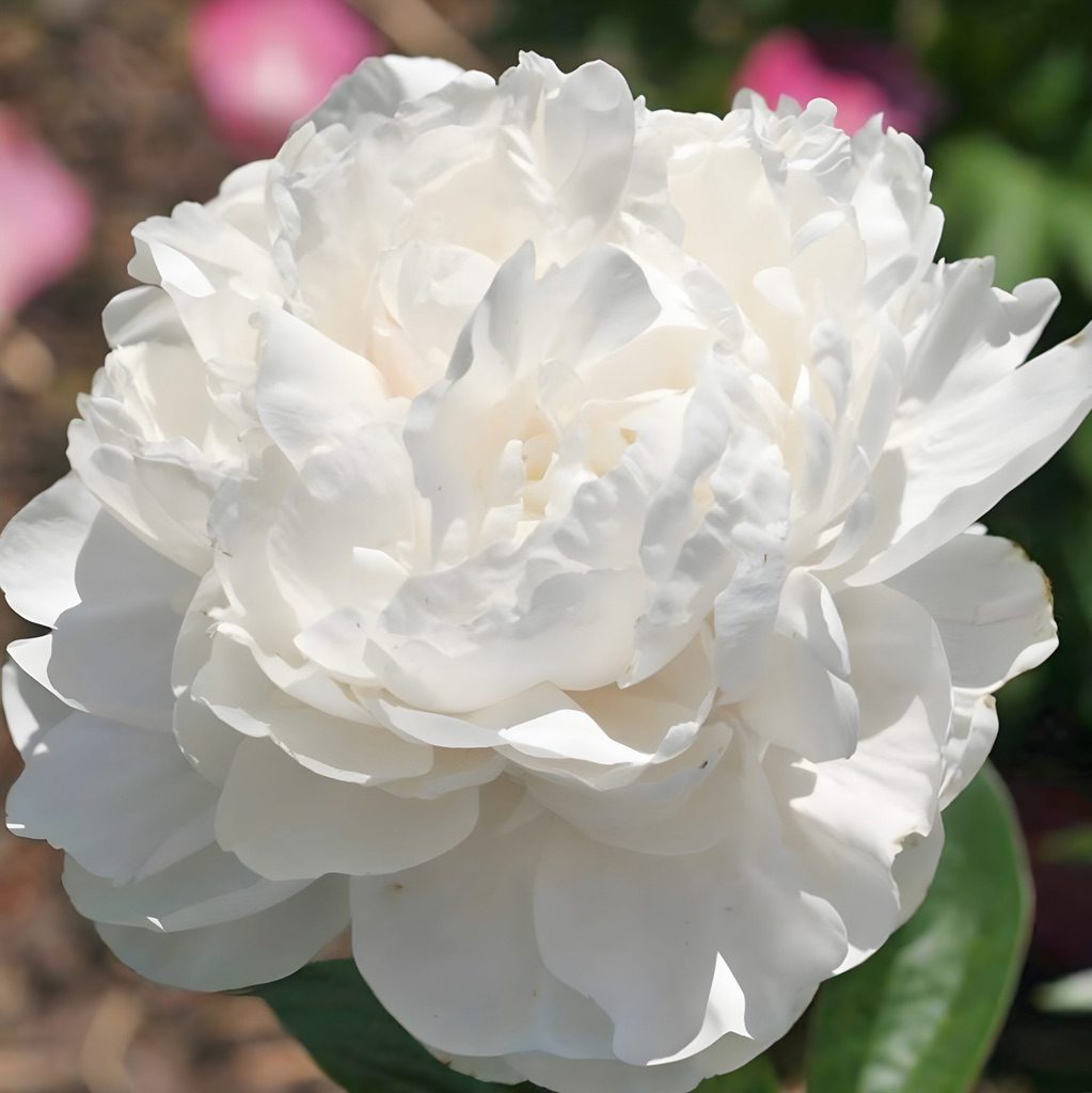 Herbaceous Peony 'Class Act' [Sz:200 mm]