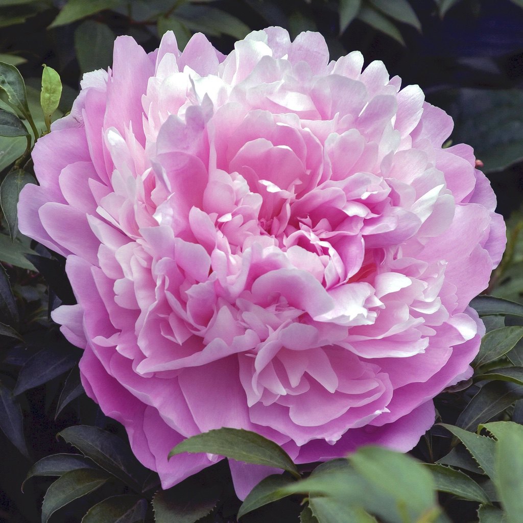 Herbaceous Peony 'Dinner Plate' [Sz:200 mm]