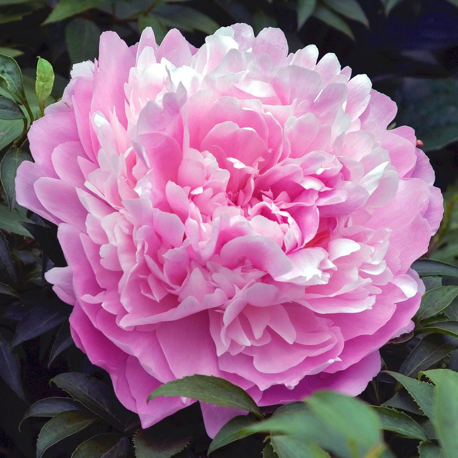 Herbaceous Peony 'Dinner Plate' – Spring Park Nursery