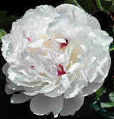 Herbaceous Peony 'Festiva Maxima' [Sz:Bare Rooted]