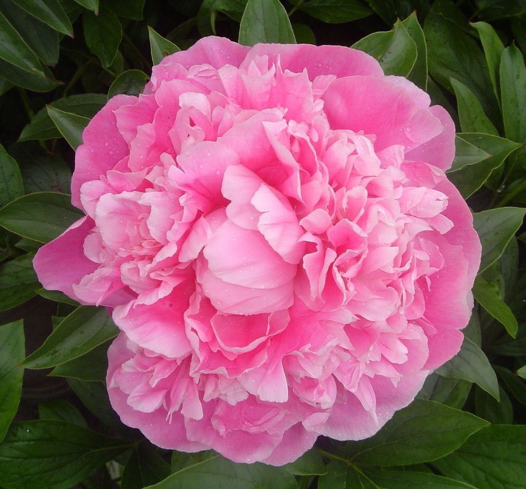 Herbaceous Peony 'Pink Parfait' [Sz:Bare Rooted]