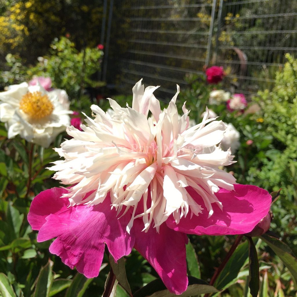 Herbaceous Peony 'Spangle' [Sz:200 mm]