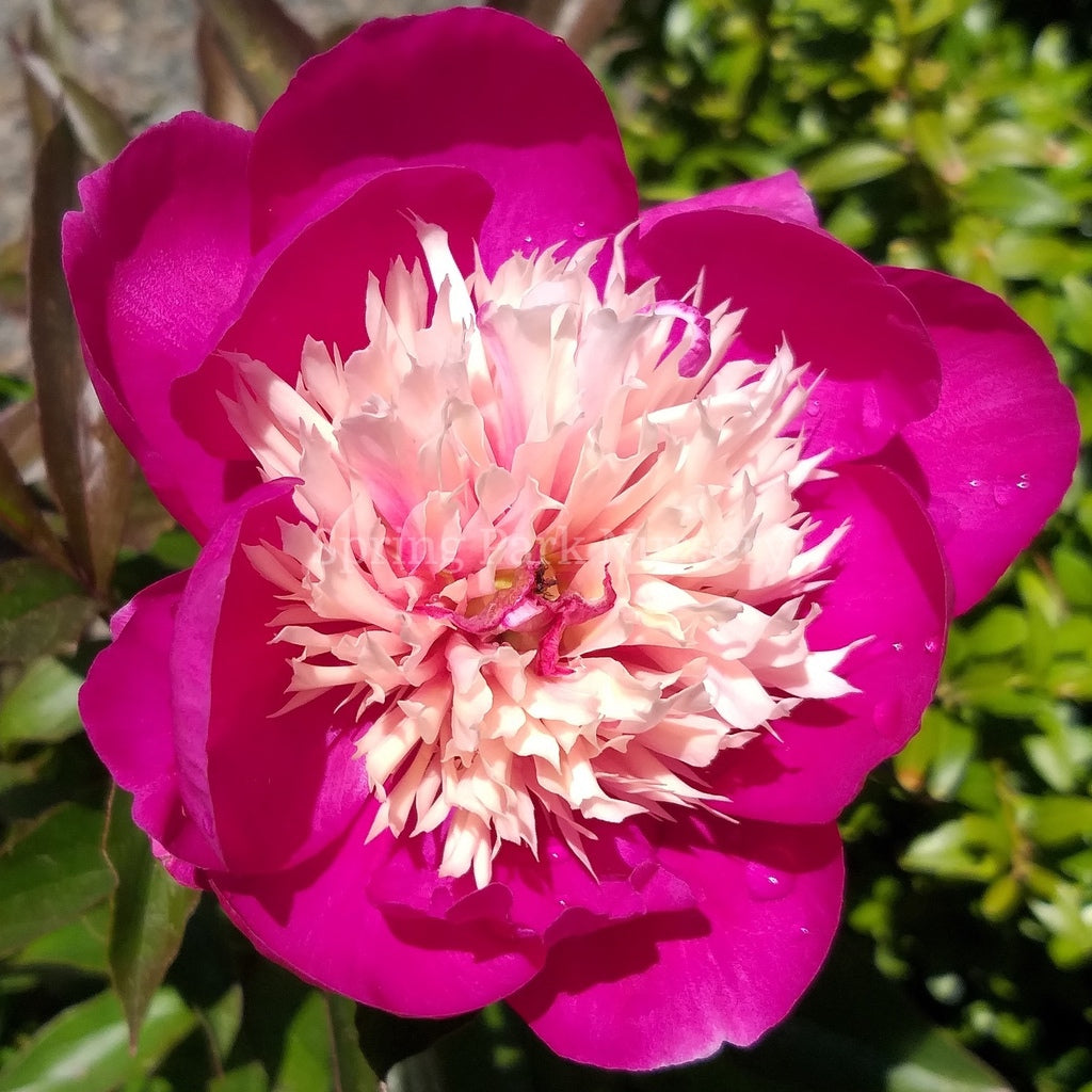 Herbaceous Peony 'Spangle' [Sz:200 mm]