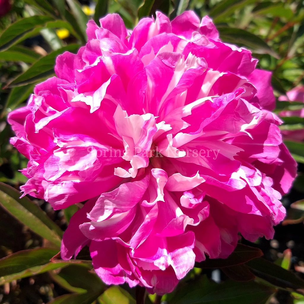 Herbaceous Peony 'Spangle' [Sz:200 mm]