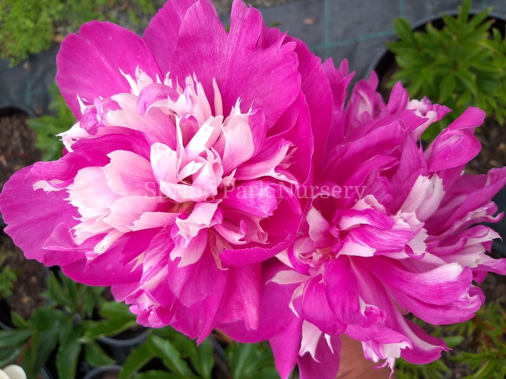 Herbaceous Peony 'Spangle' [Sz:200 mm]