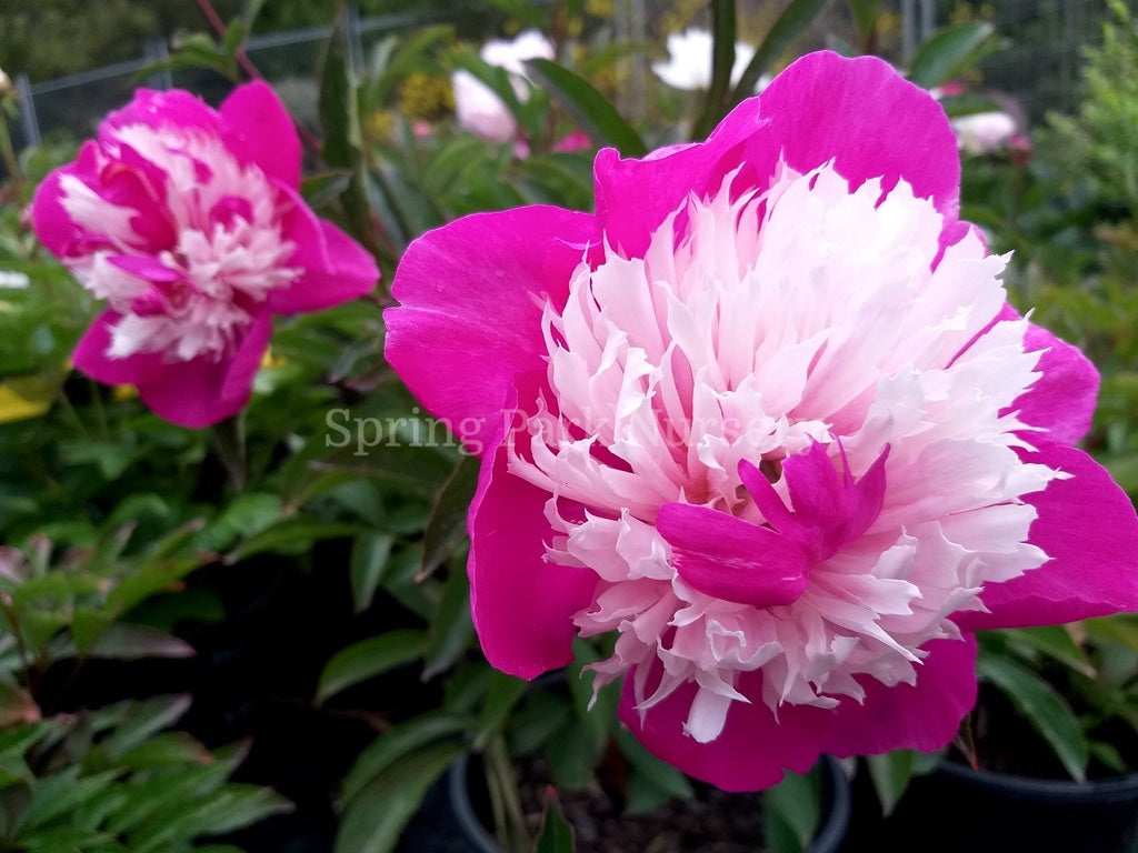 Herbaceous Peony 'Spangle' [Sz:200 mm]