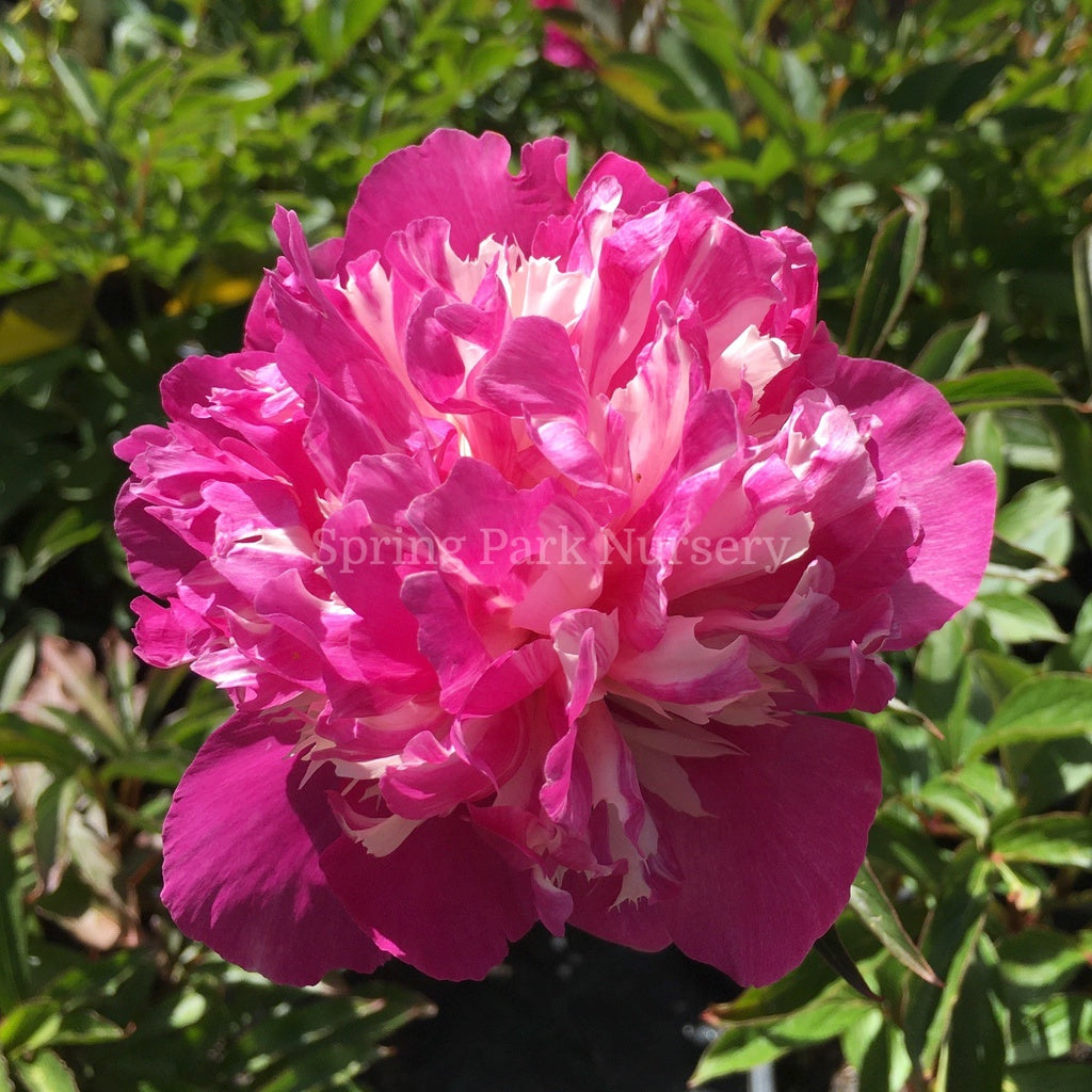 Herbaceous Peony 'Spangle' [Sz:200 mm]