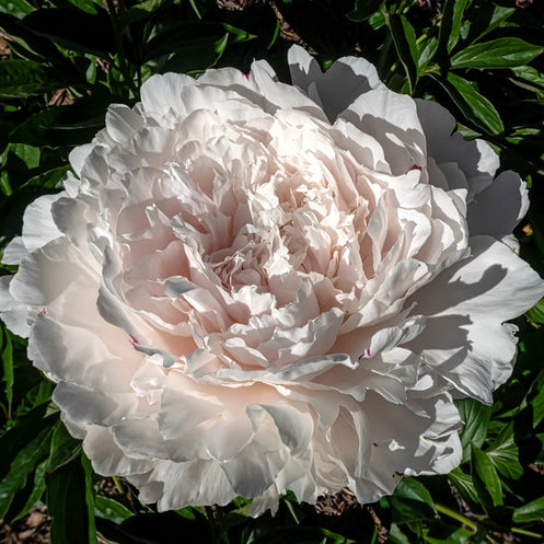 Herbaceous Peony 'Yang Fei Chu Yu' [Sz:200 mm]