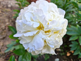 Herbaceous Peony 'Bridal Shower' [Sz:200 mm]