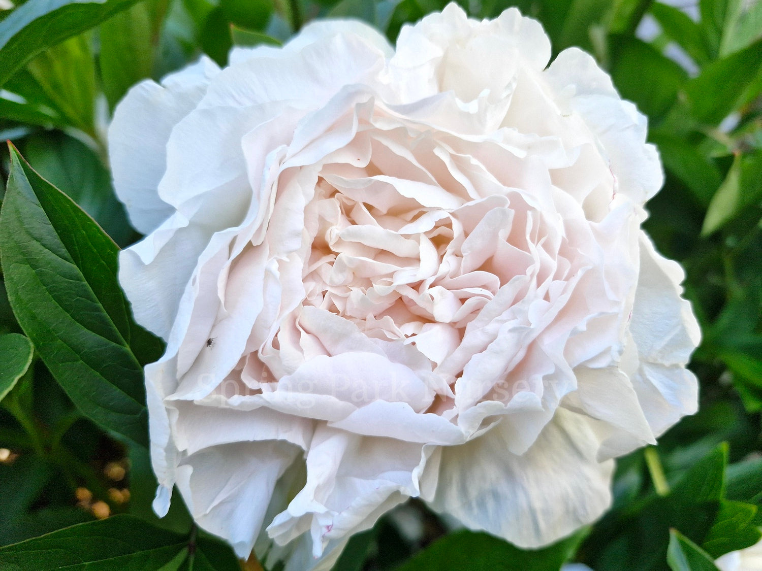 Herbaceous Peony 'Mr. Ed' [Sz:200 mm]