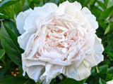 Herbaceous Peony 'Mr. Ed' [Sz:200 mm]