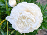 Herbaceous Peony 'Mr. Ed' [Sz:200 mm]