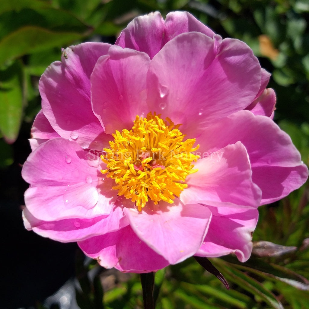 Herbaceous Peony 'Nymphe' [Sz:200 mm]