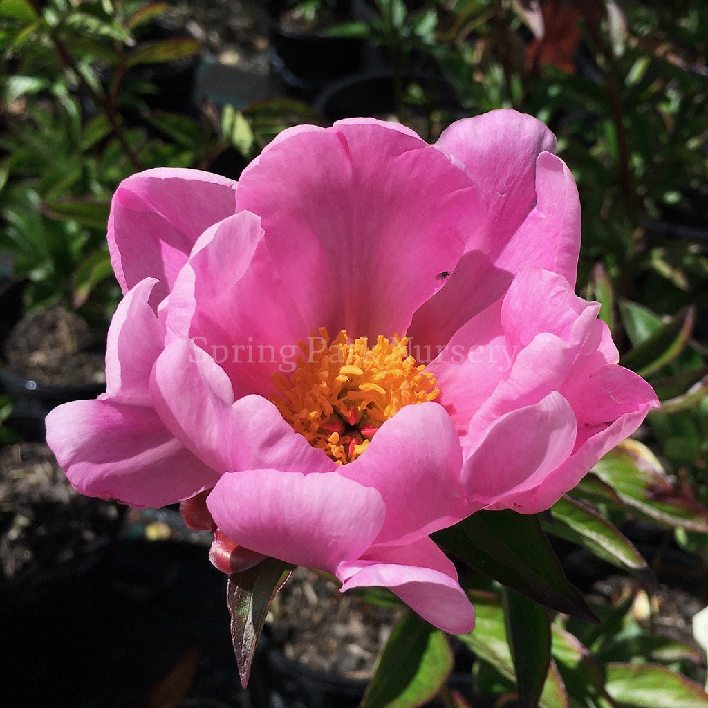 Herbaceous Peony 'Nymphe' [Sz:200 mm]