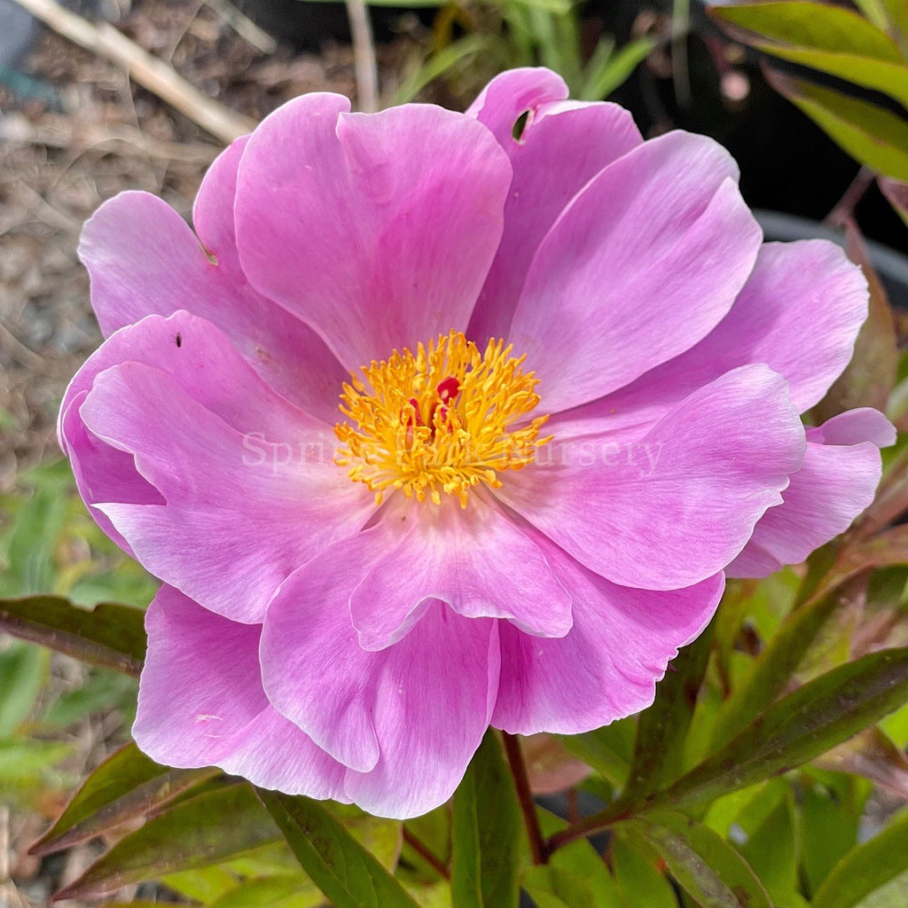 Herbaceous Peony 'Nymphe' [Sz:200 mm]