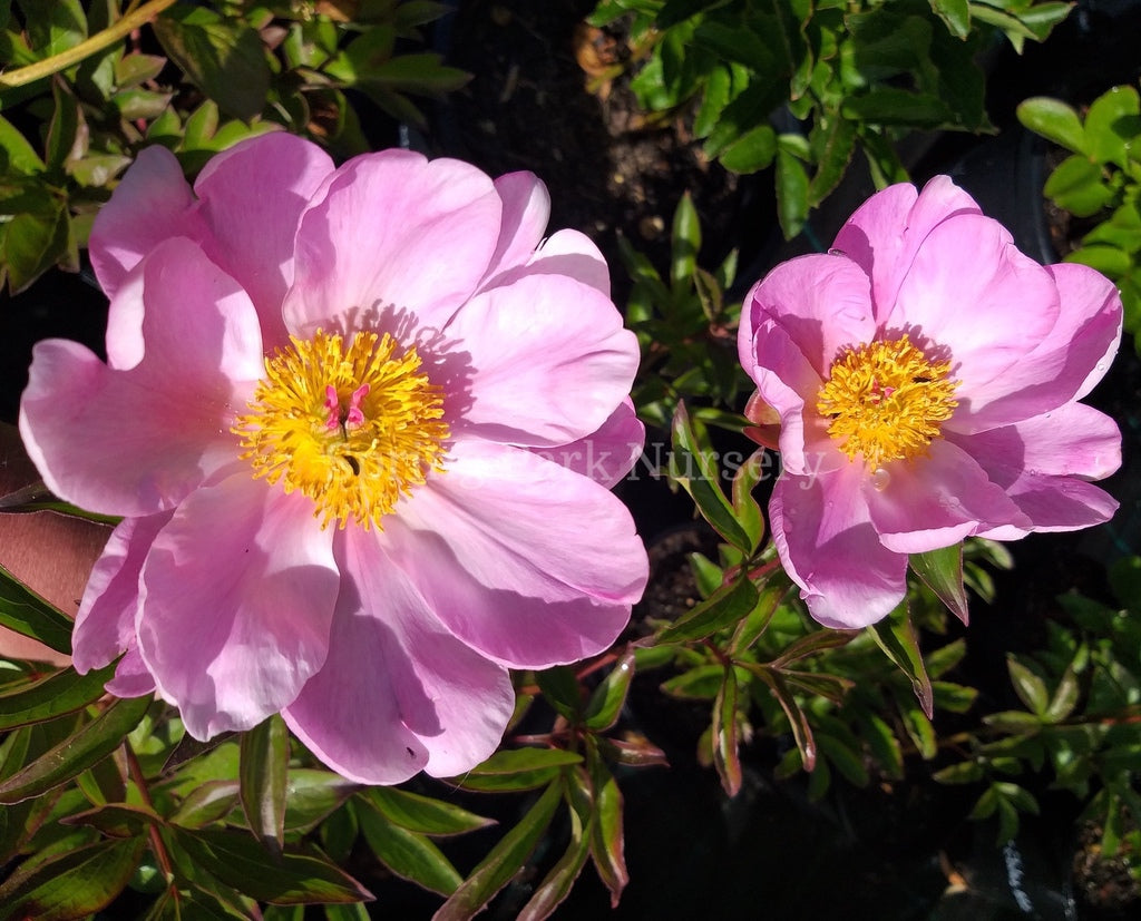 Herbaceous Peony 'Nymphe' [Sz:200 mm]