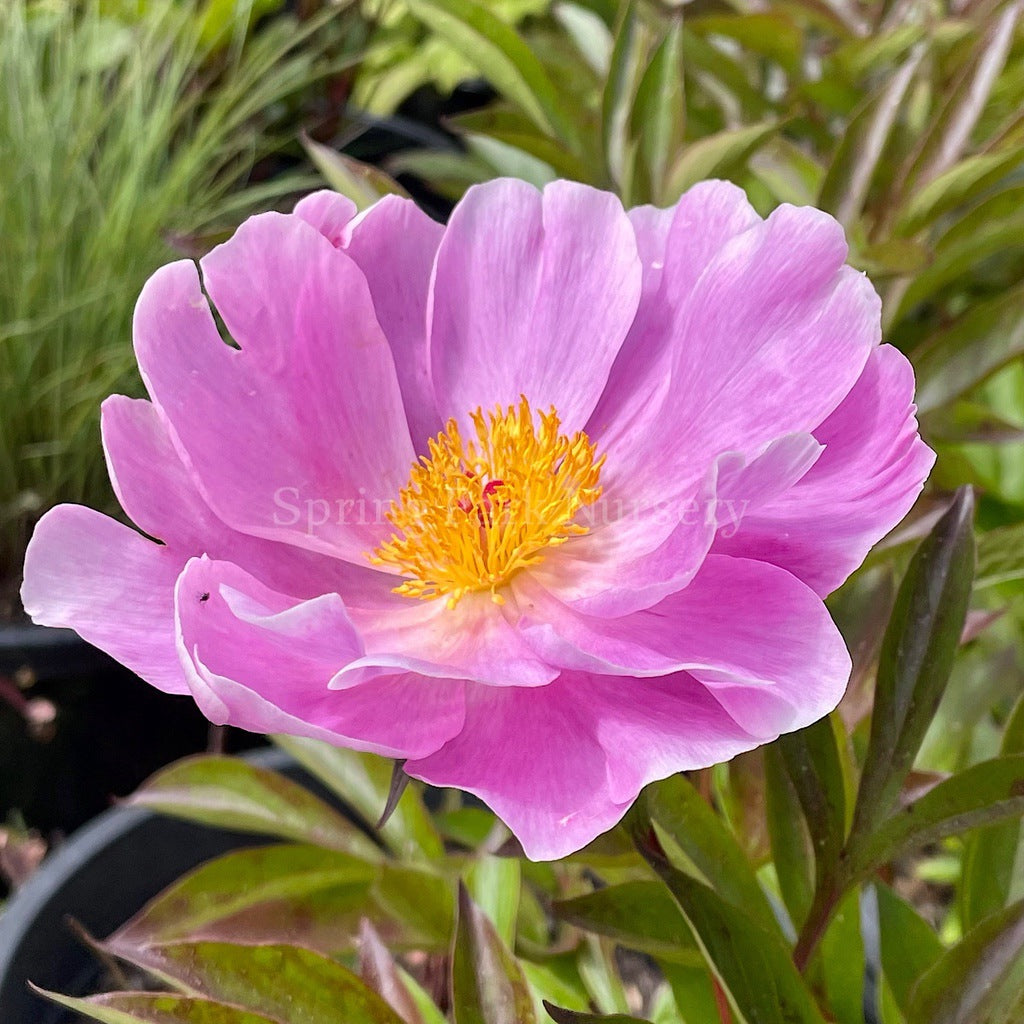 Herbaceous Peony 'Nymphe' [Sz:200 mm]