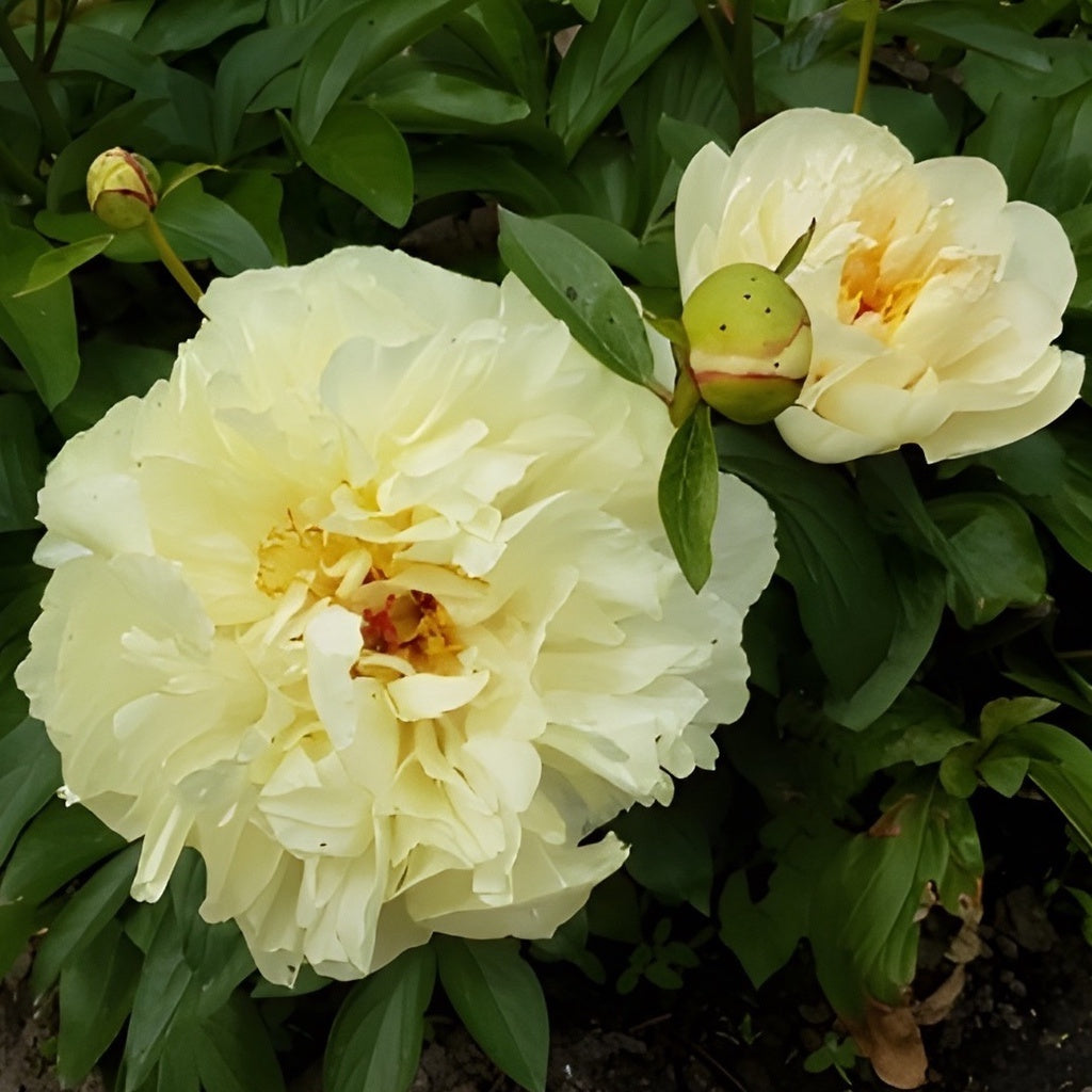 Herbaceous Peony 'Moonshine' [Sz:200 mm]