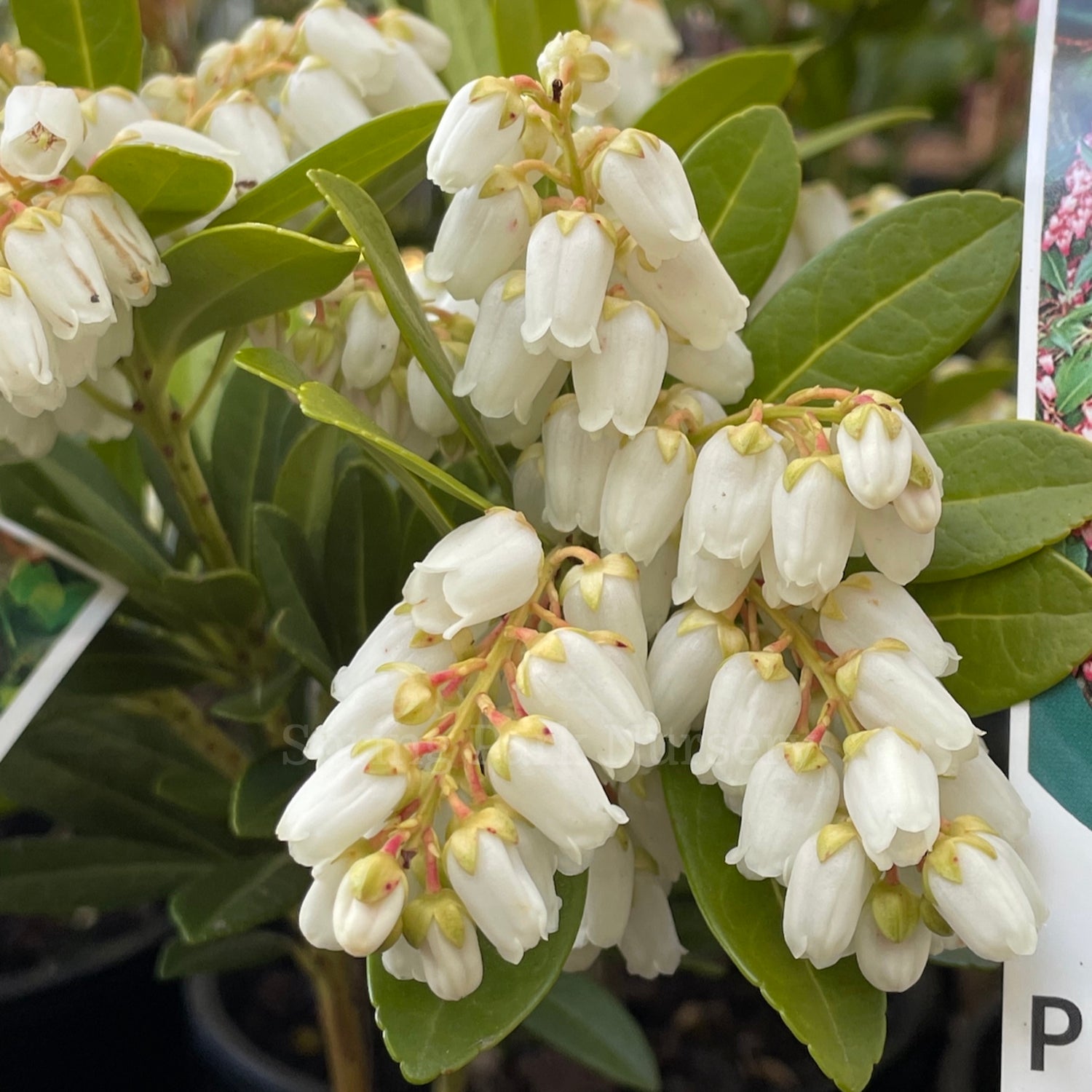 Pieris japonica 'Temple Bells' [Sz:100 mm]
