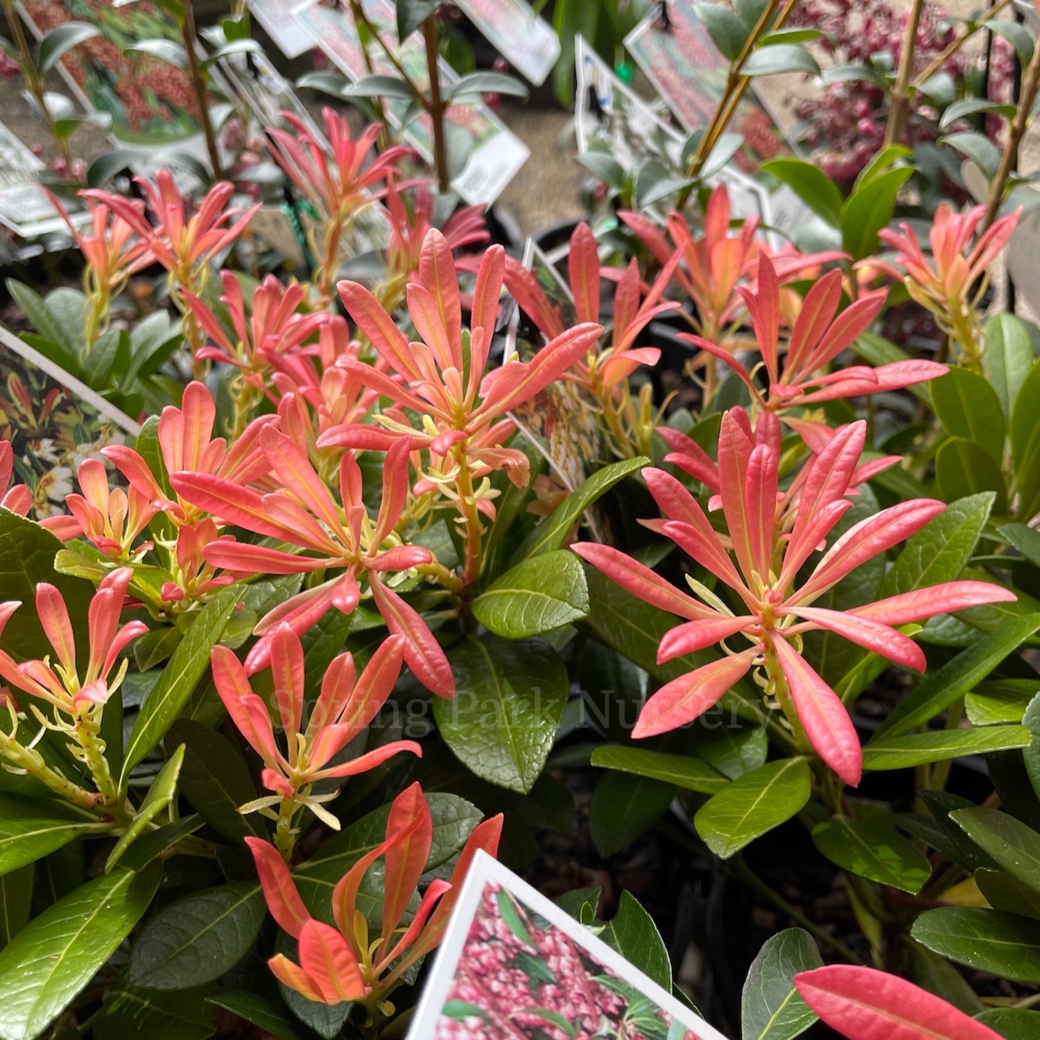 Pieris japonica 'Temple Bells' [Sz:100 mm]