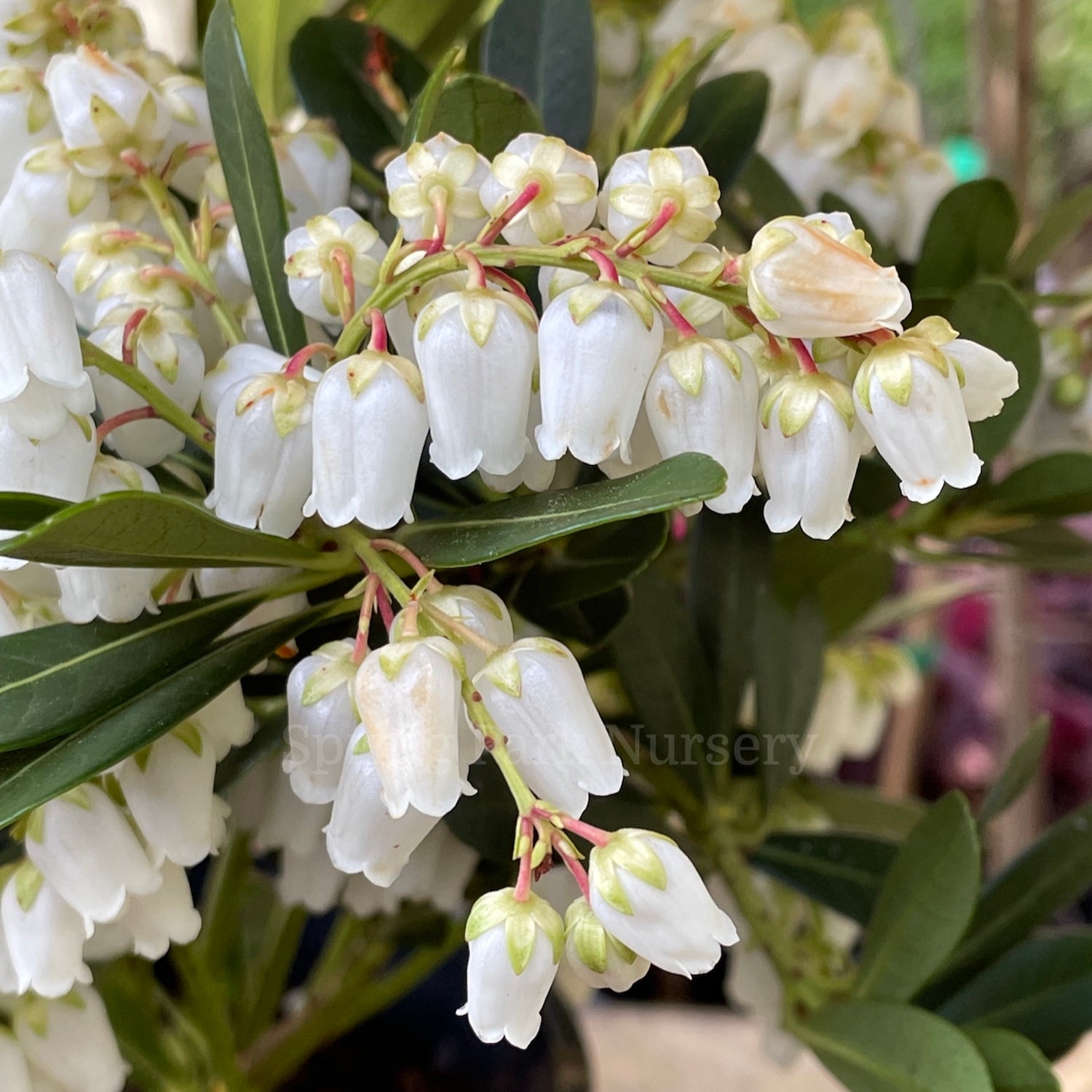 Pieris japonica 'Temple Bells' [Sz:100 mm]