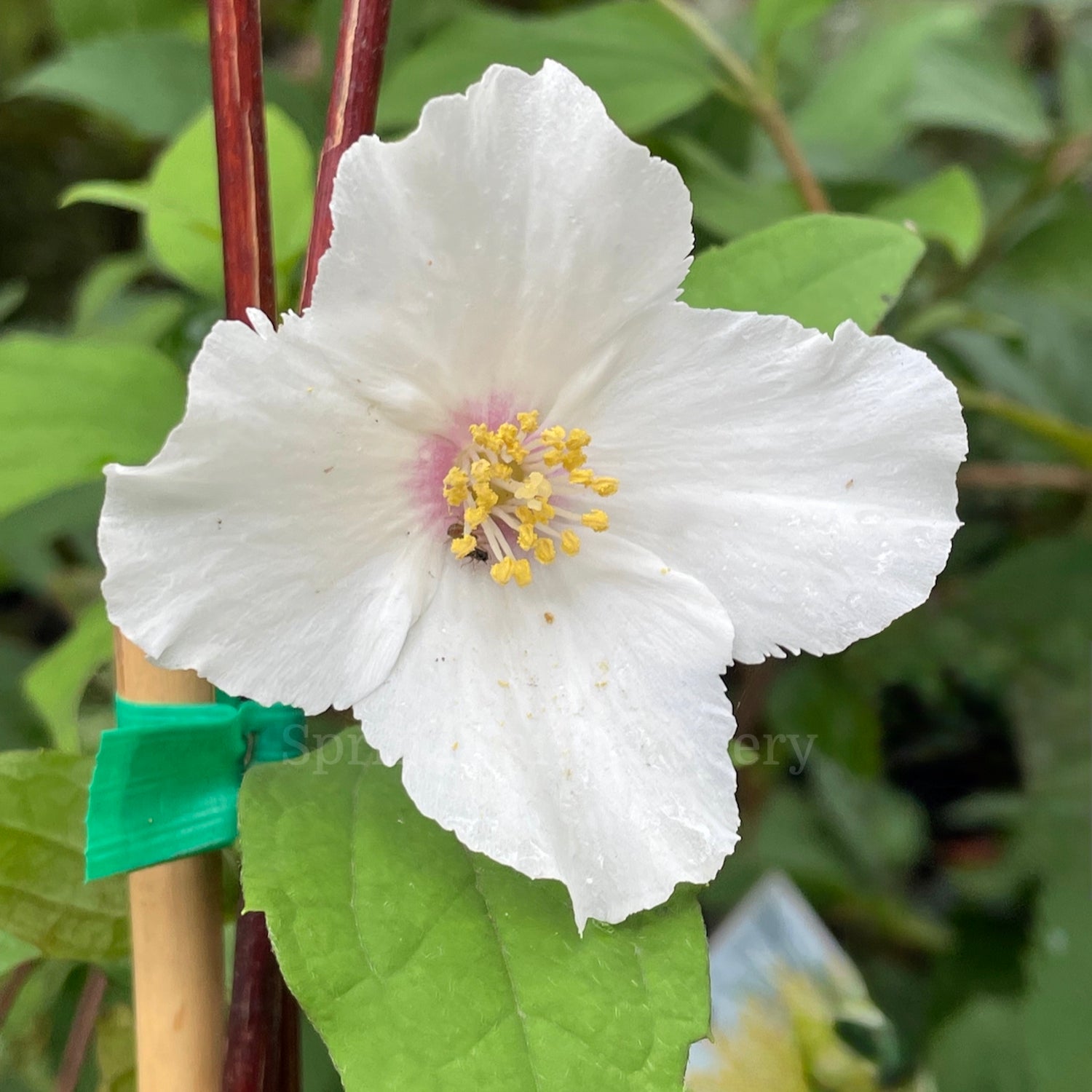 Philadelphus 'Belle Étoile' [Sz:100 mm]
