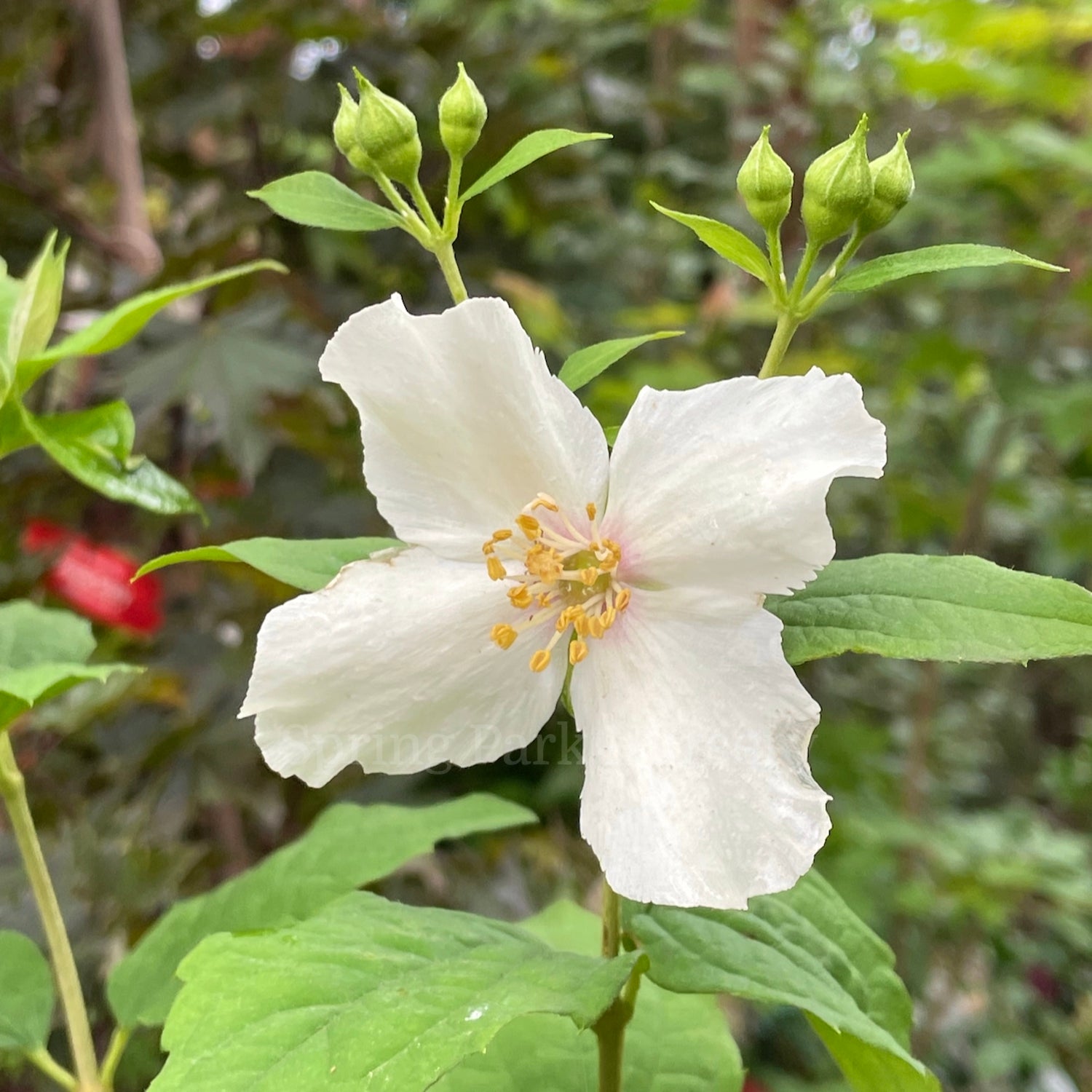Philadelphus 'Belle Étoile' [Sz:100 mm]