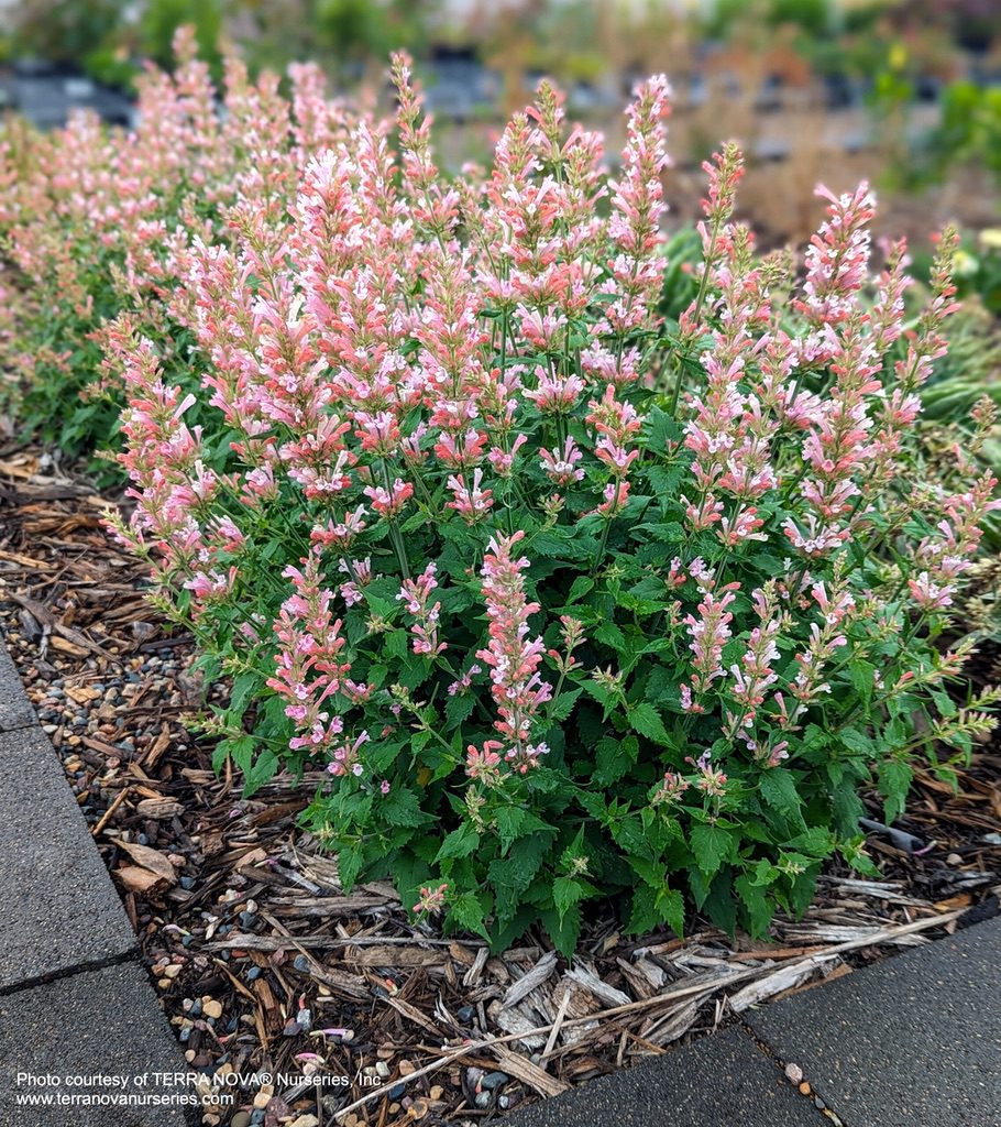 Agastache 'Pink Pearl' [Sz:100 mm]