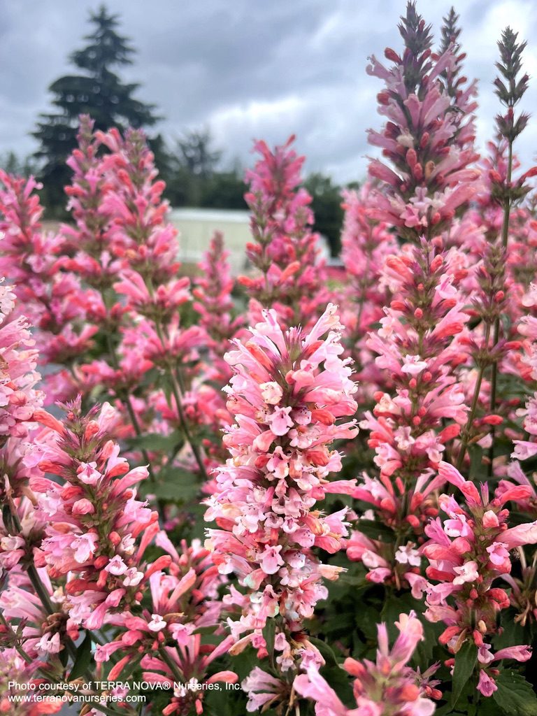 Agastache 'Pink Pearl' [Sz:100 mm]