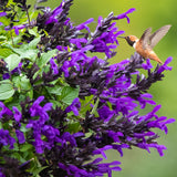 Salvia 'Honeyeater Falls' [Sz:100 mm]