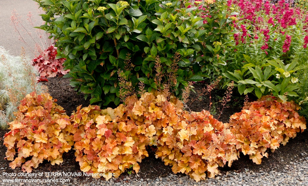 Heuchera Northern Exposure Amber [Sz:100 mm]