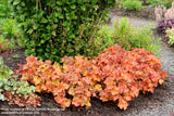 Heuchera Northern Exposure Amber [Sz:100 mm]