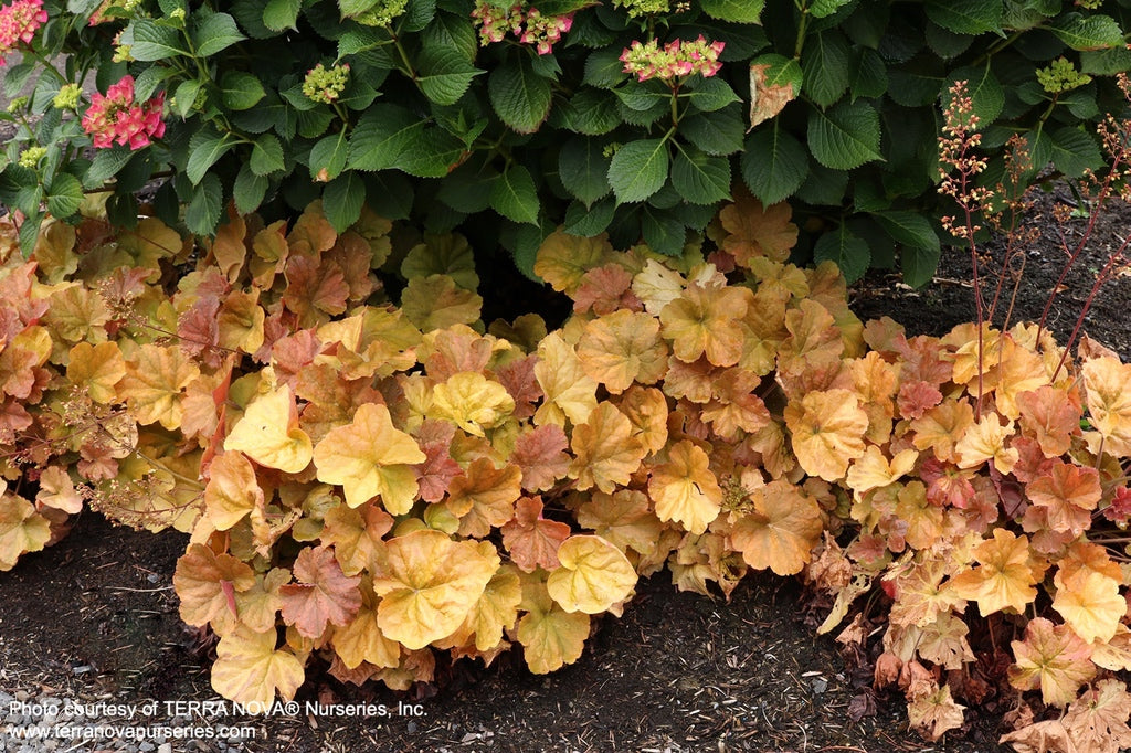 Heuchera Northern Exposure Amber [Sz:100 mm]