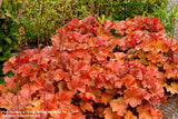 Heuchera Northern Exposure Amber [Sz:100 mm]