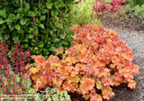 Heuchera Northern Exposure Amber [Sz:100 mm]