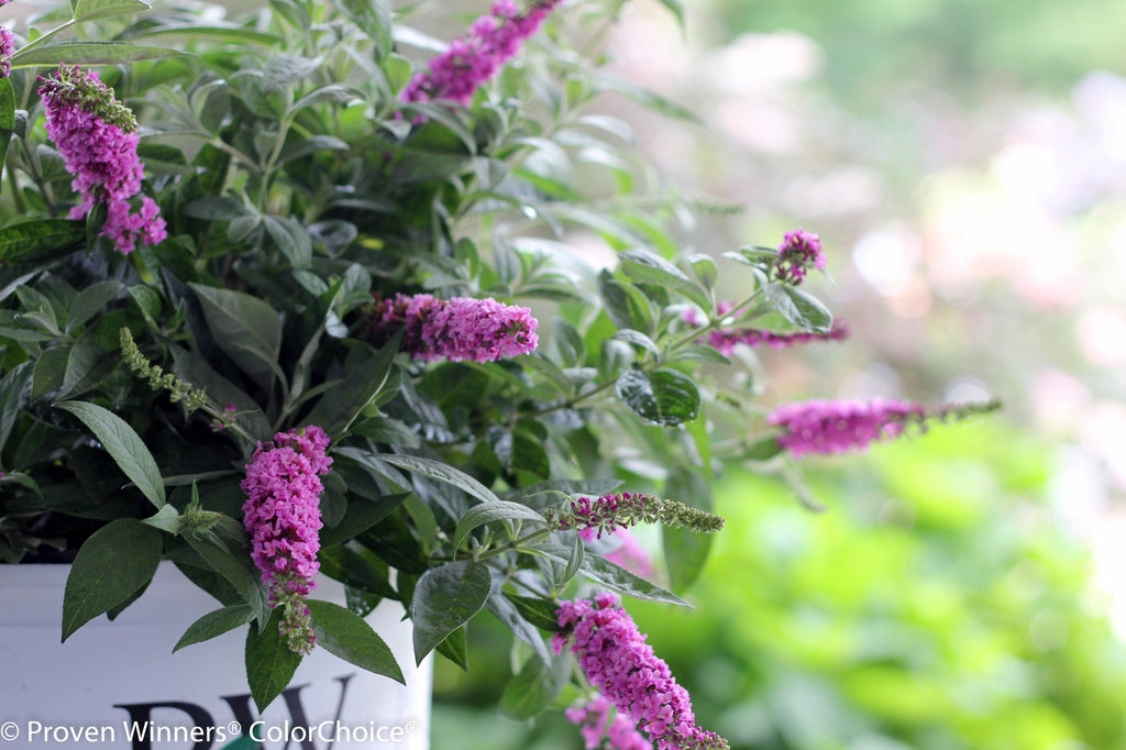 Buddleja 'Pink Micro Chip' [Sz:100 mm]