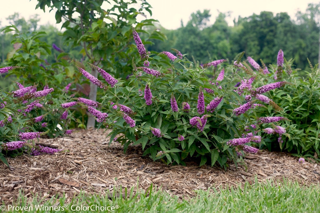 Buddleja 'Pink Micro Chip' [Sz:100 mm]