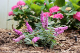 Buddleja 'Pink Micro Chip' [Sz:100 mm]