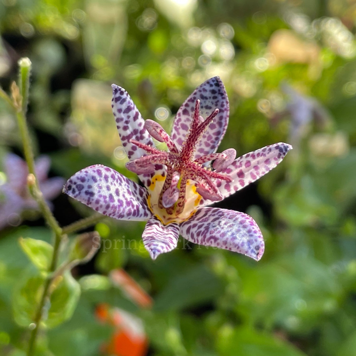 Tricyrtis stolonifera [Sz:100 mm]