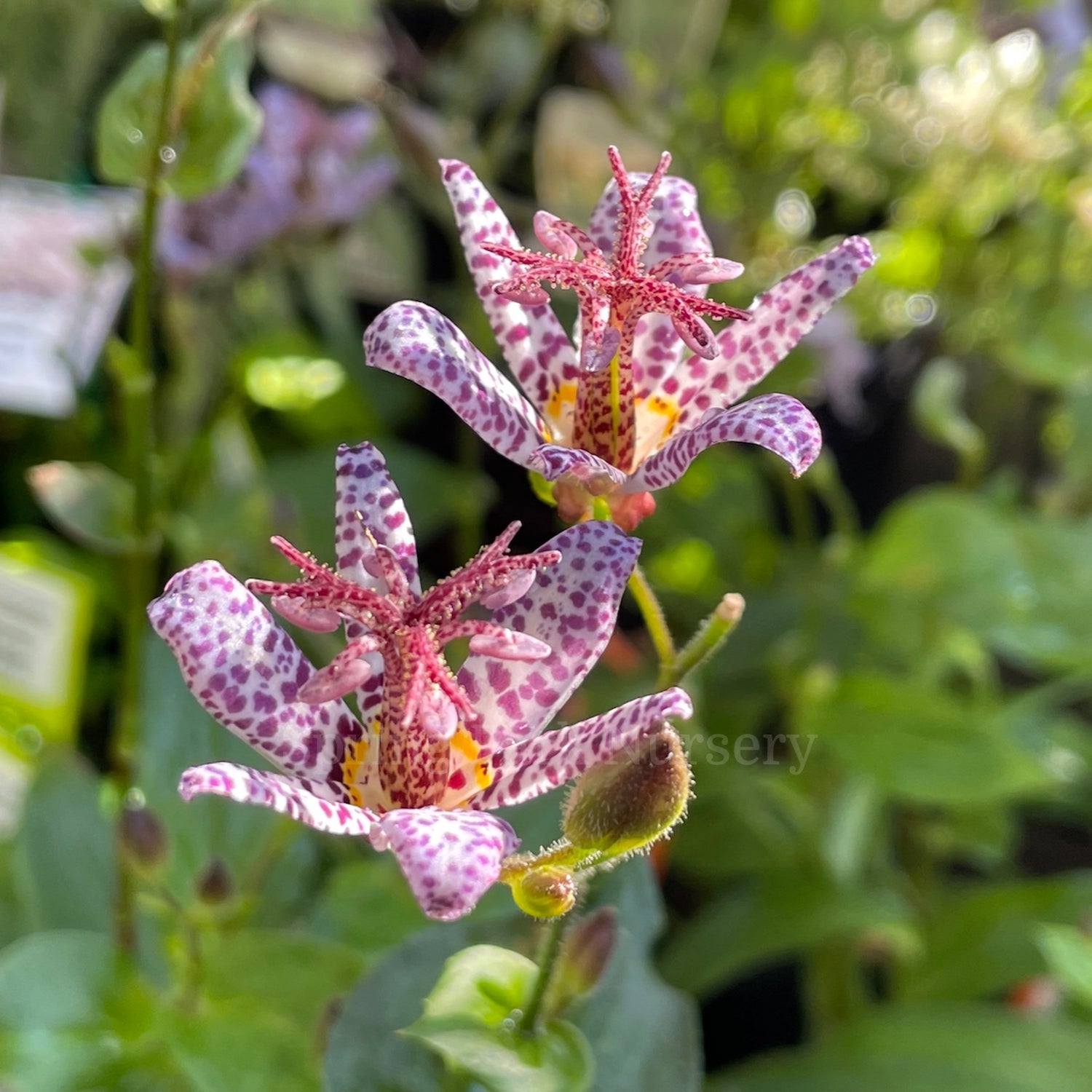 Tricyrtis stolonifera [Sz:100 mm]