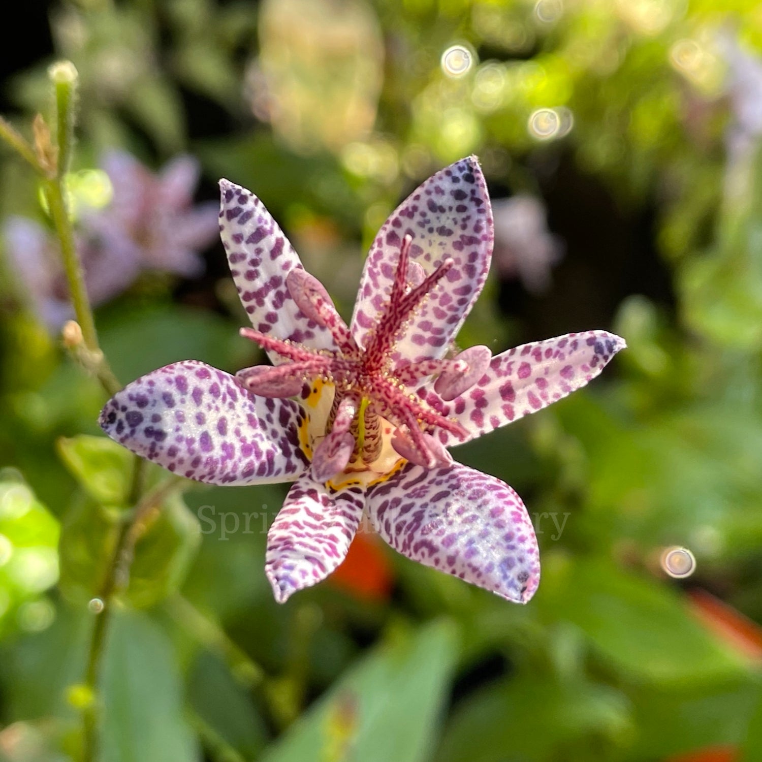 Tricyrtis stolonifera [Sz:100 mm]
