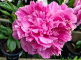 Herbaceous Peony 'Emma Klehm' [Sz:200 mm]