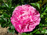 Herbaceous Peony 'Emma Klehm' [Sz:200 mm]