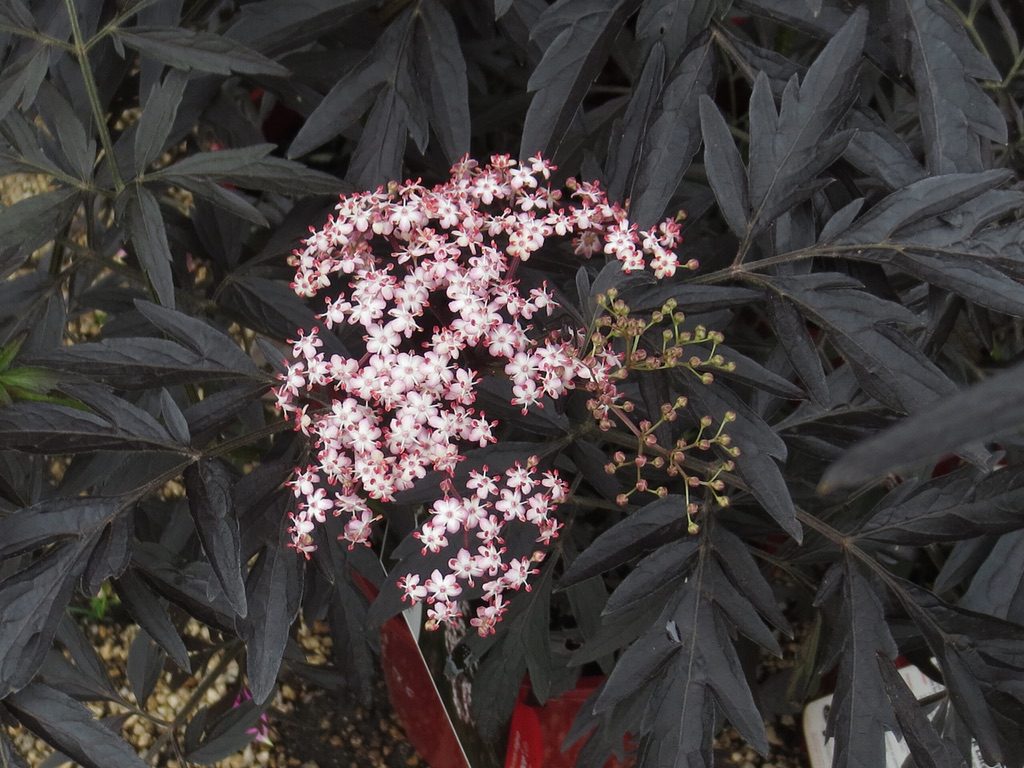 Sambucus nigra 'Black Lace' [Sz:Bare Rooted]