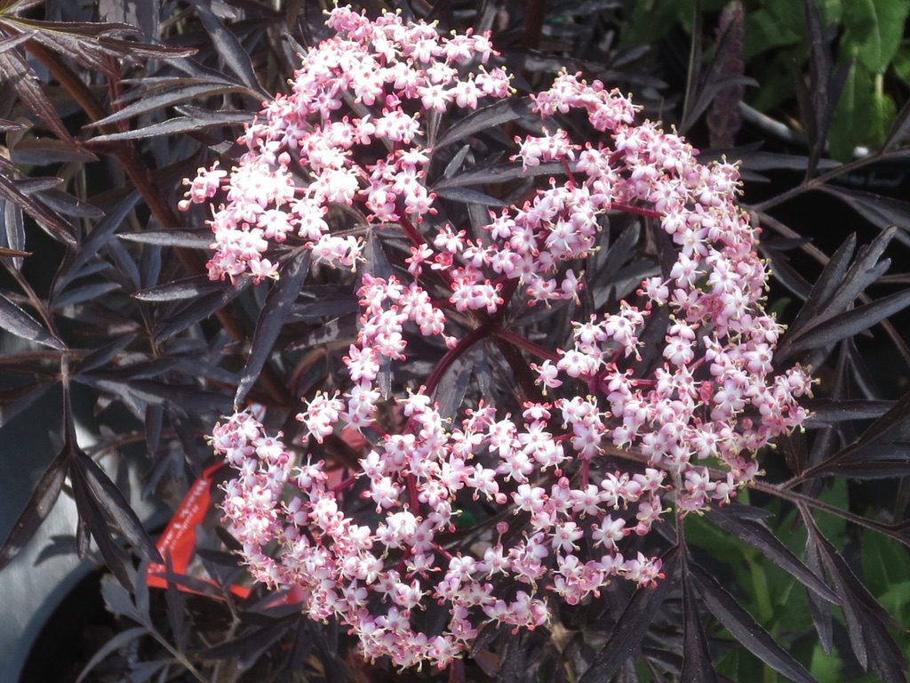 Sambucus nigra 'Black Lace' [Sz:Bare Rooted]