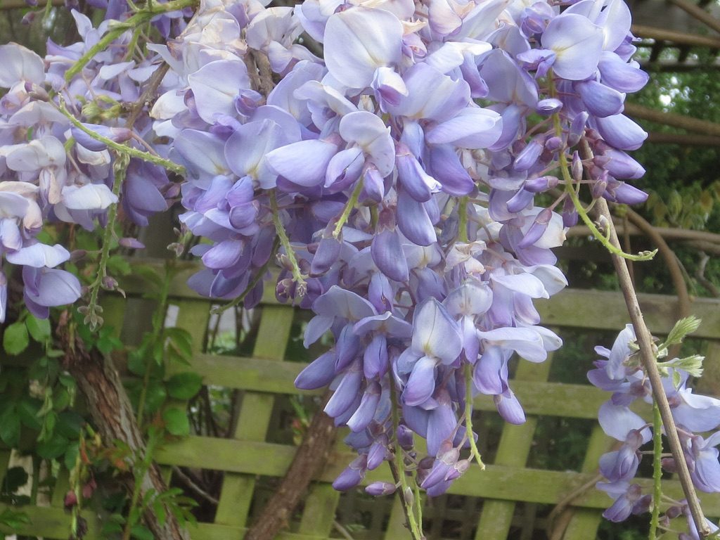 Wisteria sinensis [Sz:140 mm]