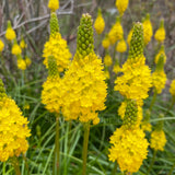 Bulbinella nutans ssp. nutans [Sz:100 mm]