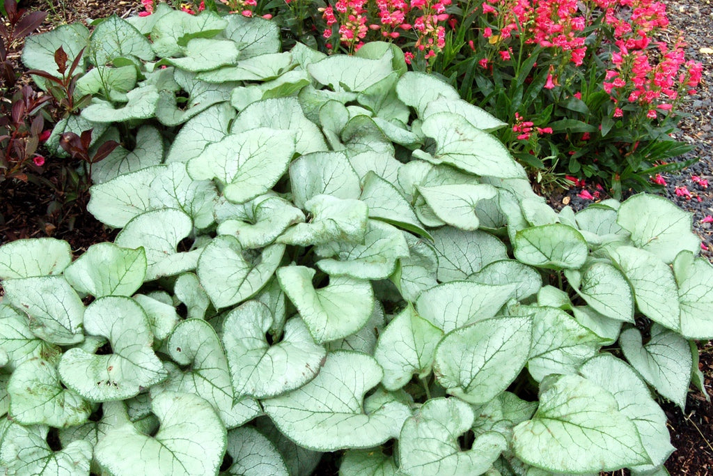 Brunnera macrophylla 'Looking Glass' [Sz:100 mm]