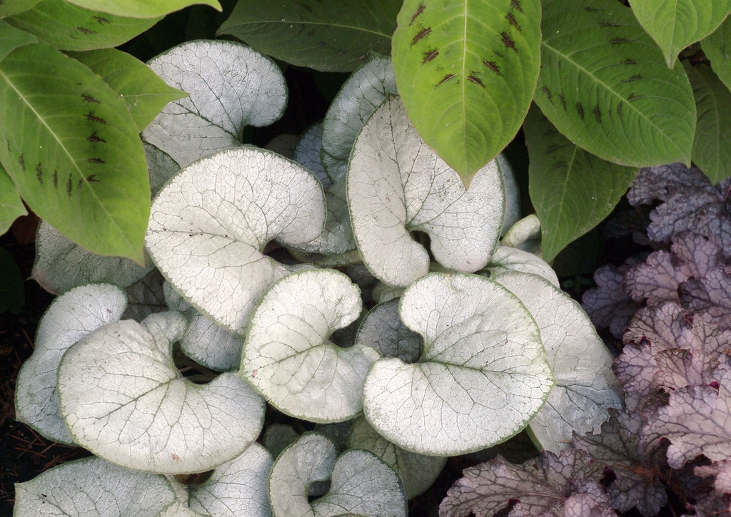 Brunnera macrophylla 'Looking Glass' [Sz:100 mm]