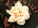 Narcissus Milk and Honey [Sz:100 mm]